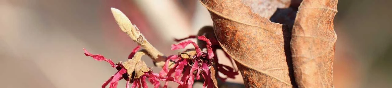 Hammamelis/Zaubernuss Knopse im Herbst