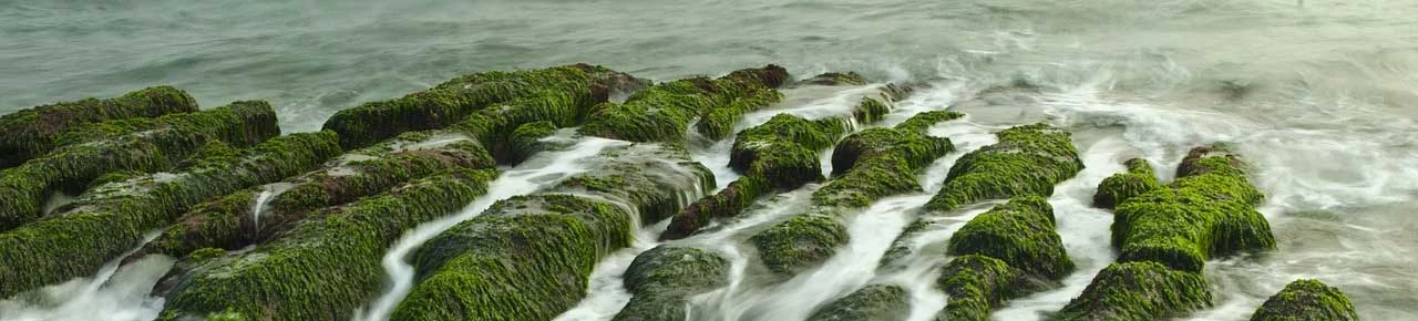 Algen im Meer